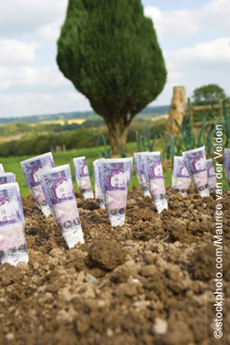Photo of money growing in a field