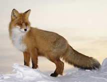 Photo of fox in snow